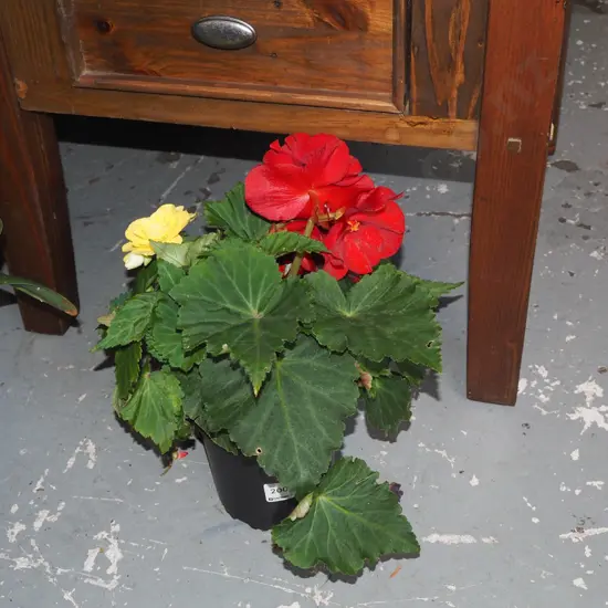 potted yellow and red begonias