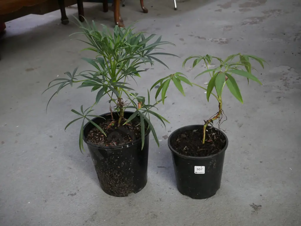 2x potted hellebores Image 1++