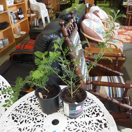 2x potted kakas beaks