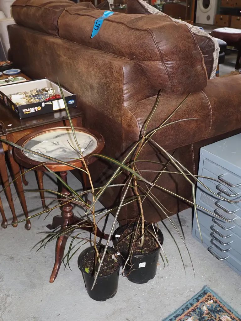 2x potted lancewoods Image 1++