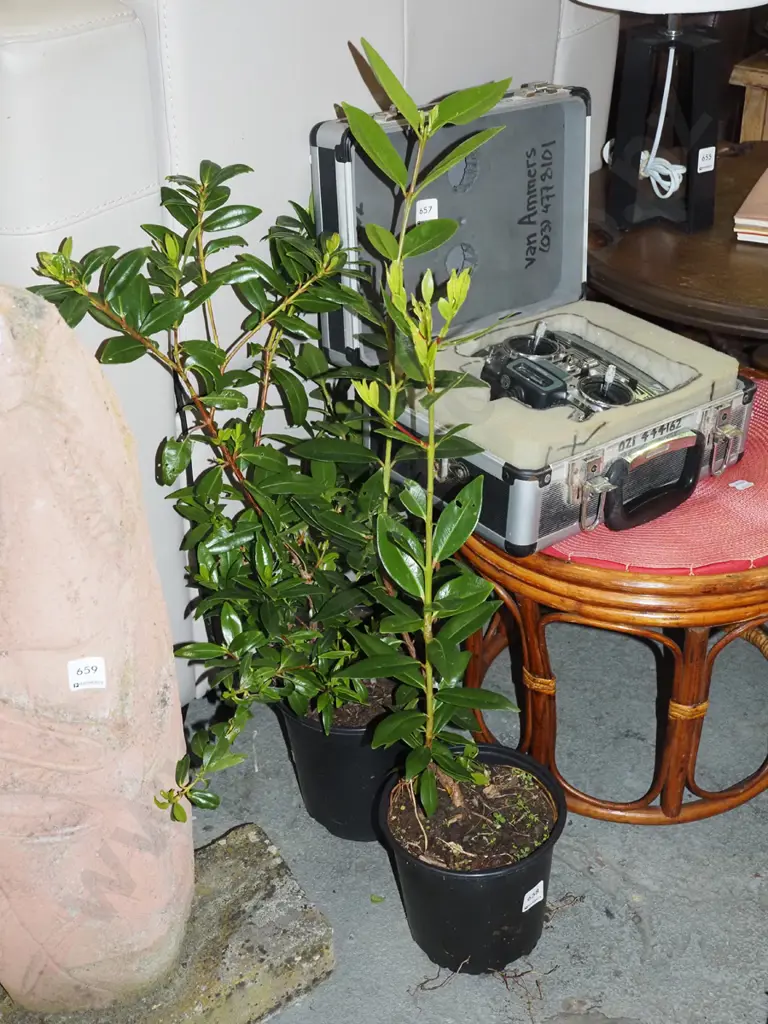 2x potted pohutukawa Image 1++