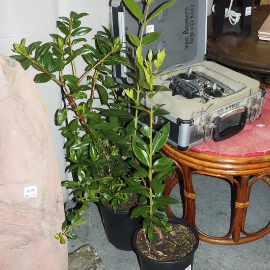 2x potted pohutukawa