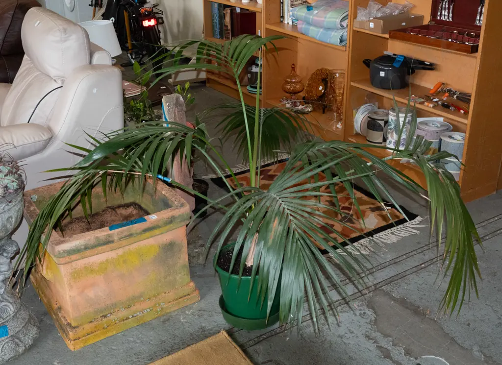 potted indoor palm Image 1++