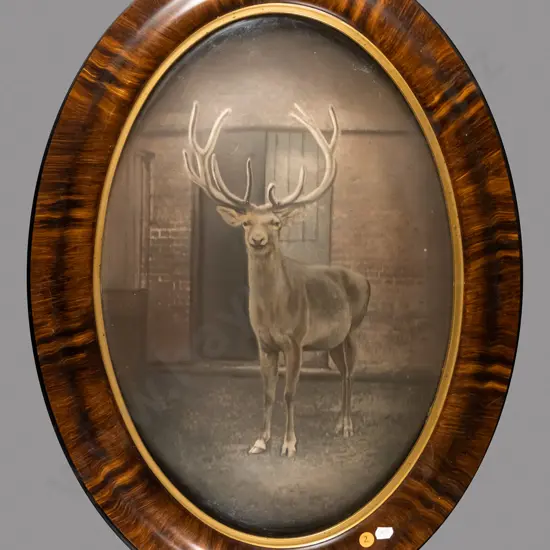 oval framed  convex glass hand coloured photograph - stag 480 W-330