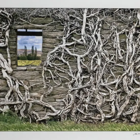 Matheson Beaumont - framed giclee print - "The Vine Shed" H-195 W-300