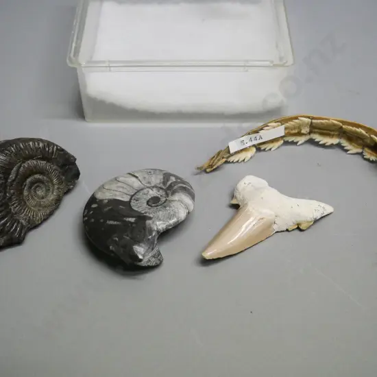 4 natural history specimens - 2 ammonites, one polished, shark's tooth, etc.
