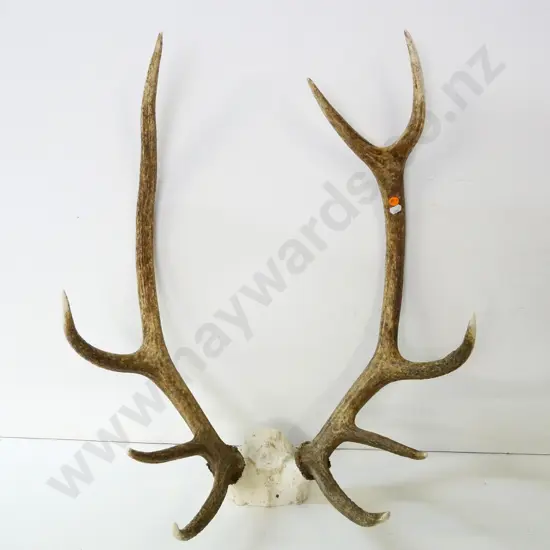deer antlers - approx. H-660 W-550