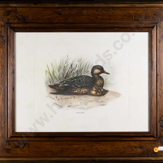 framed vintage print - duck H-210 W-270 (slight foxing) H-210 W-270