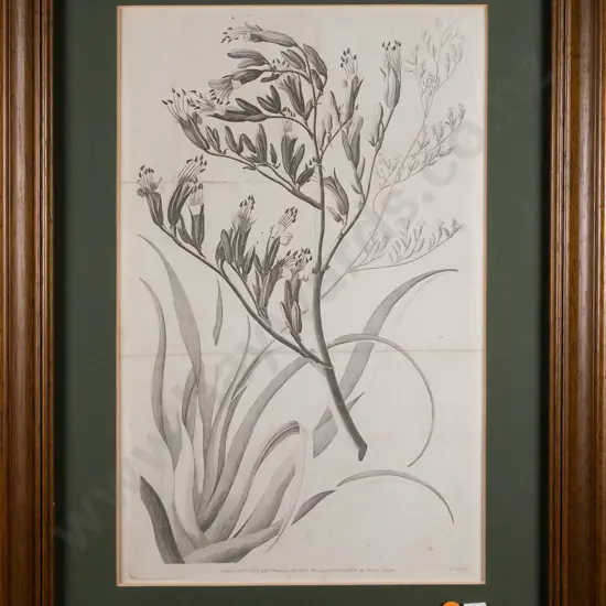 framed botanical print  H-370 W-240