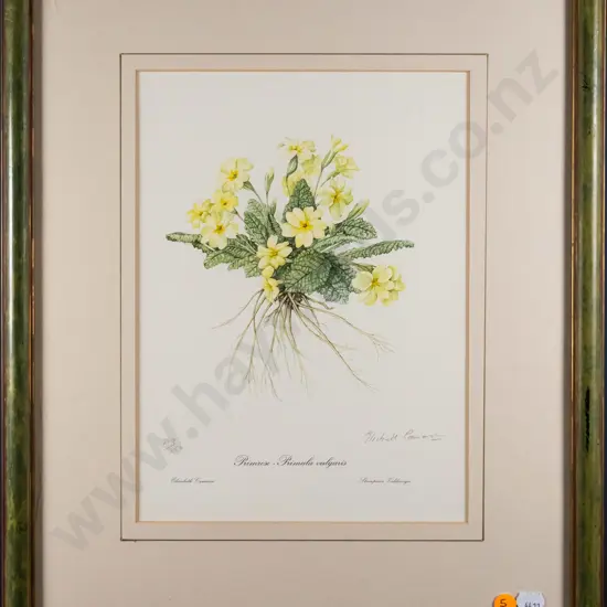 framed signed Elizabeth Cameron botanical print  - Primrose H-280 W-210