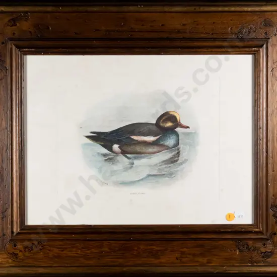 framed vintage print - duck H-210 W-270 (slight foxing) H-210 W-270