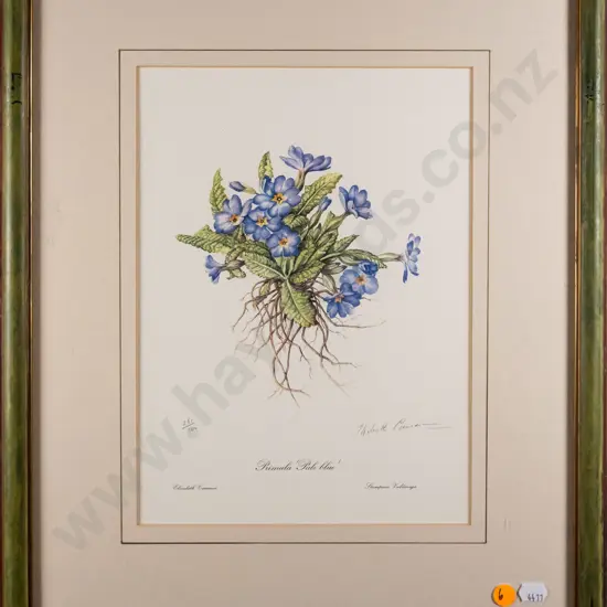framed signed Elizabeth Cameron botanical print  - Primula H-280 W-210