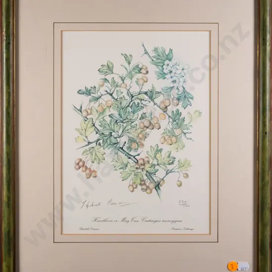 framed signed Elizabeth Cameron botanical print  - Hawthorn H-280 W-210