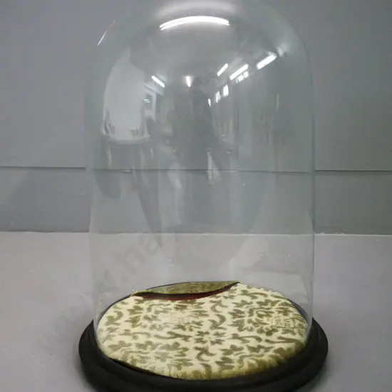 vintage glass display dome on wooden base with velvet lined base - cut out in velvet. H-380 Diameter 250