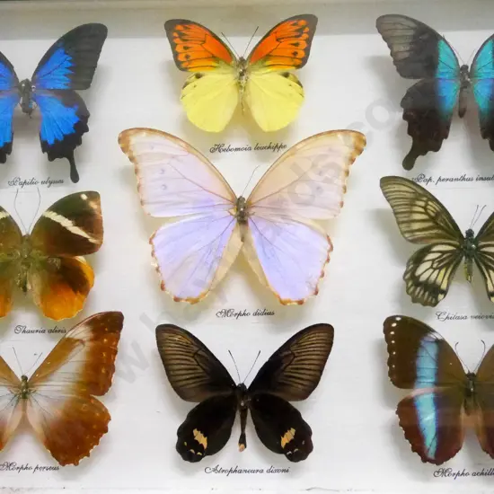 framed wall hanging butterfly display H-320 W-430