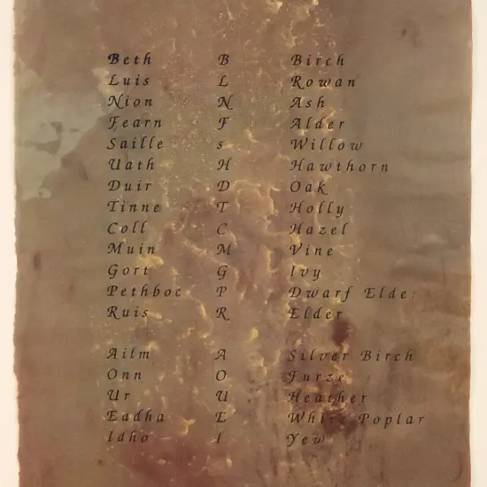 attrib Claire Beynon - framed  ink & watercolour-  tree names  H-640 W-480