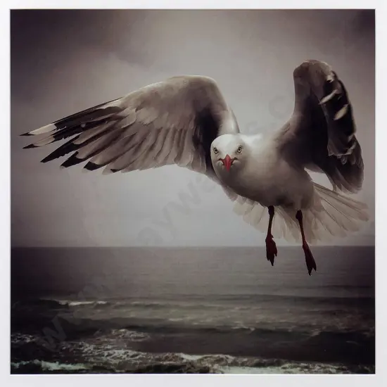 Michelle Chalkin-Sinclair -framed photograph -Seagull H-440 W-440