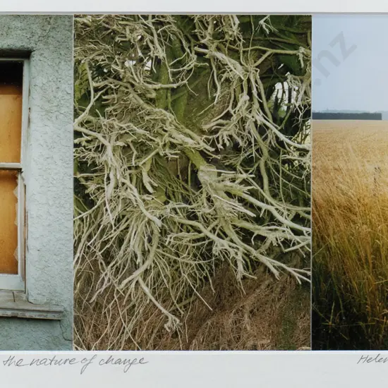 Helen Watson White 1999 - framed photograph "Green/Gold Triptych - the nature of change" H-125 W-260