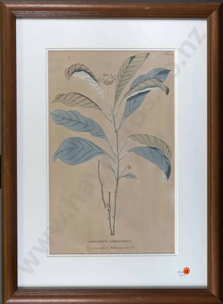framed botanical print H-430 W-270 Image 1++