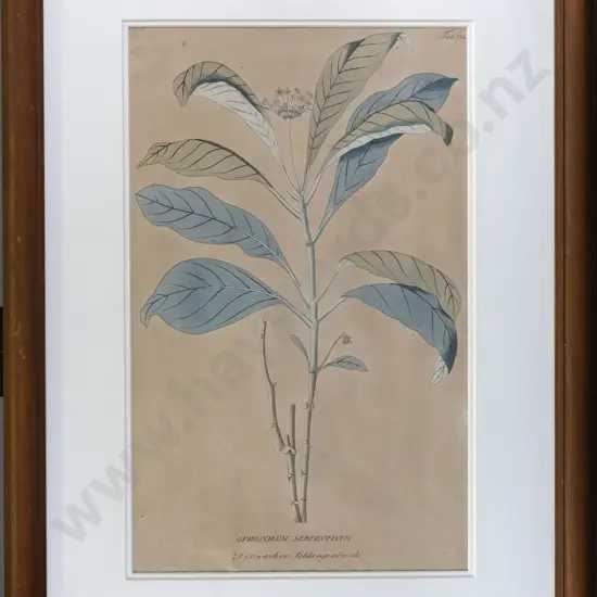 framed botanical print H-430 W-270