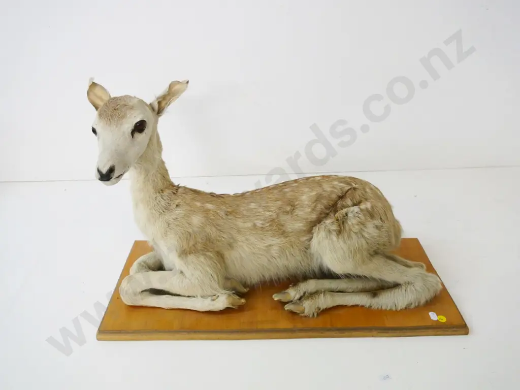 taxidermy sitting faun on wooden base - some wear and tear around the ears H-370 W-600 D-250 Image 1++
