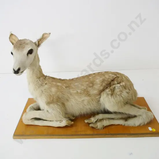 taxidermy sitting faun on wooden base - some wear and tear around the ears H-370 W-600 D-250
