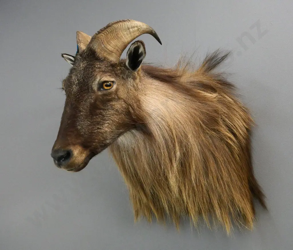 shoulder mount taxidermy tahr - H-500 W-400 D-620 Image 1++