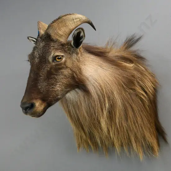 shoulder mount taxidermy tahr - H-500 W-400 D-620
