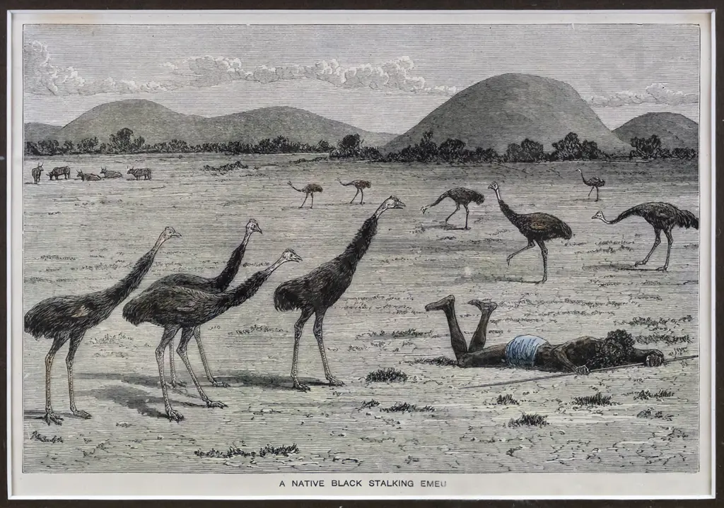framed vintage print "Stalking Emu" H-150 W-220 Image 1++