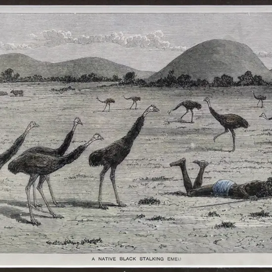 framed vintage print "Stalking Emu" H-150 W-220