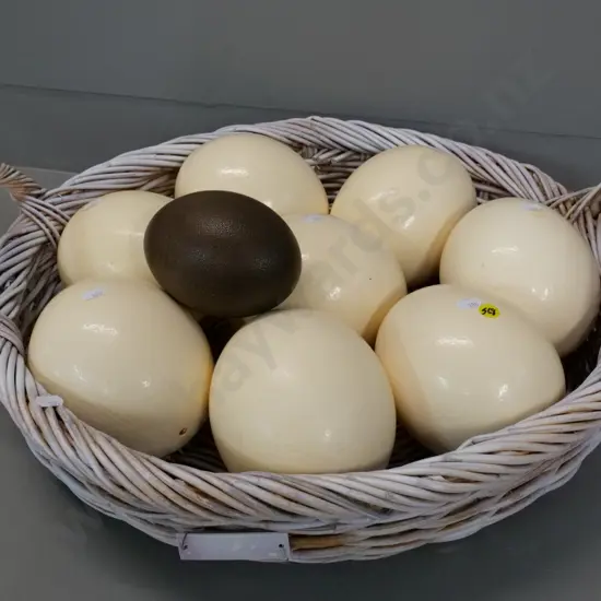 cane basket of 8 ostrich eggs and an emu egg - basket is L-550 W-500