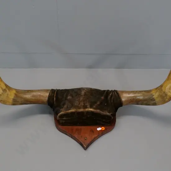 pair of bullock horns mounted on board with velvet covering - H-300 W-1000 across horns