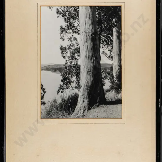 unsigned framed vintage black and white photograph  - view through trees H-200 W-150