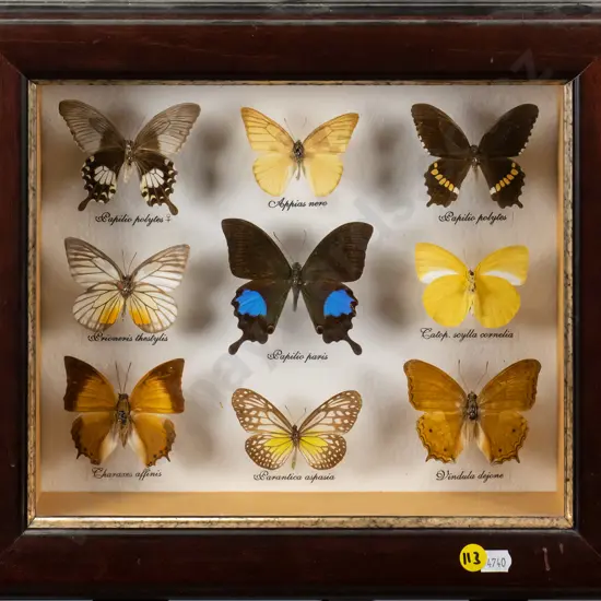 framed butterfly shadow box  H-230 W0275