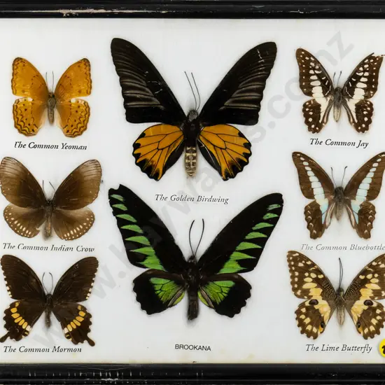 framed butterflies (frame needs attention) H-220 W-300