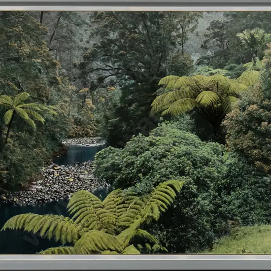 framed Whites Aviation hand coloured photograph "New Zealand Bush" H-540 W-1000