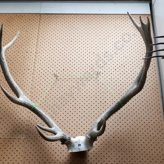 antlers