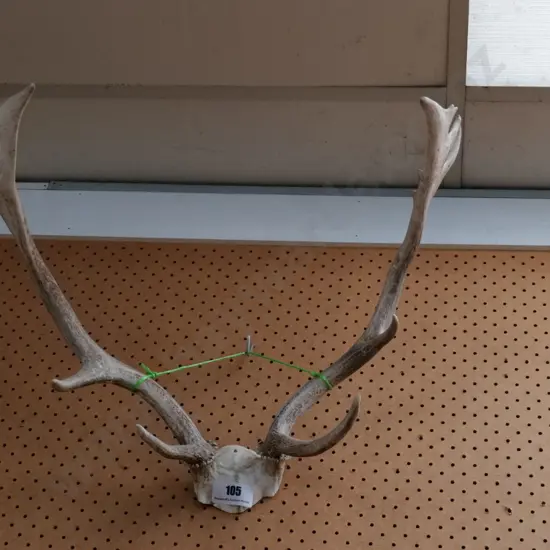 antlers