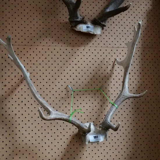 antlers