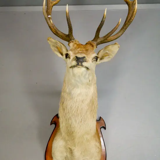 mounted stag head with 10-point antlers, on wooden mounting board H-1100 W-600 D-710