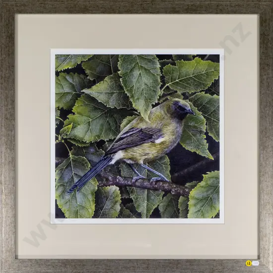 Rebecca Gilmore 2006 - framed ltd edition giclee print 15/25 "Bellbird in lacebark" H-390 W-390