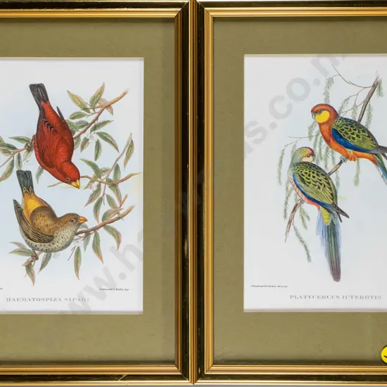 pair of framed reproduction bird prints Each H-200 W-140