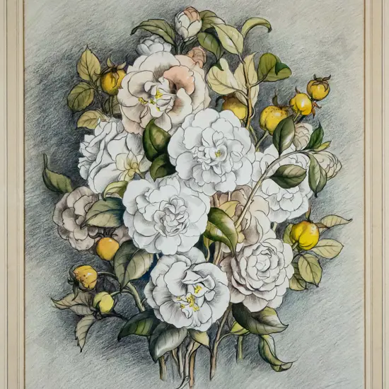 E Mourant - framed pencil "Camellias" H-450 W-360