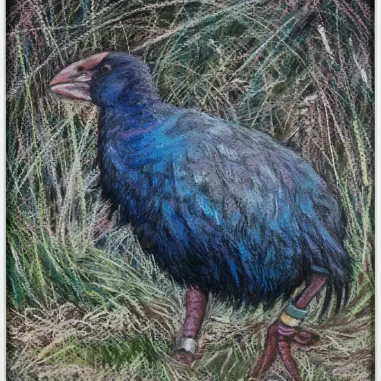 Liz Abbott - framed pencil - "Quammen the takahe at Orokonui Ecosanctuary" H-210 W-190