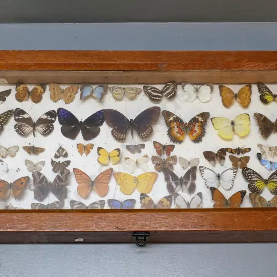 glazed timber butterfly display box w/mounted specimens - crack to glass, some specimens have condition issues 590 x 280