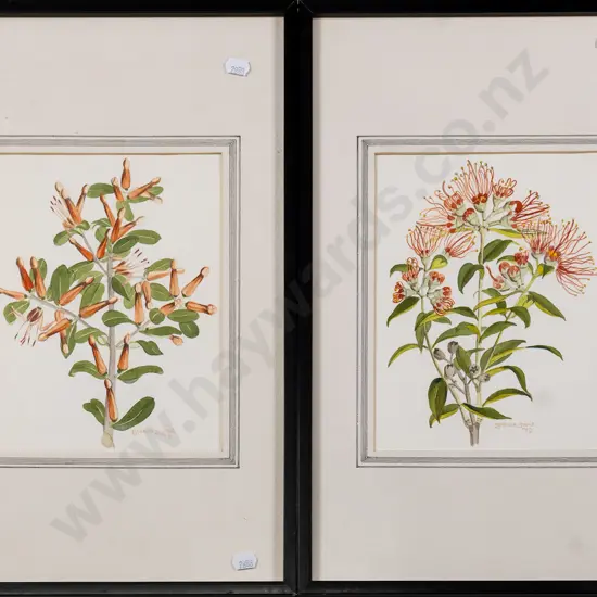 Brenda Shore '79 - two framed watercolours - NZ Mistletoe and Southern Rata - each H-220 W-165