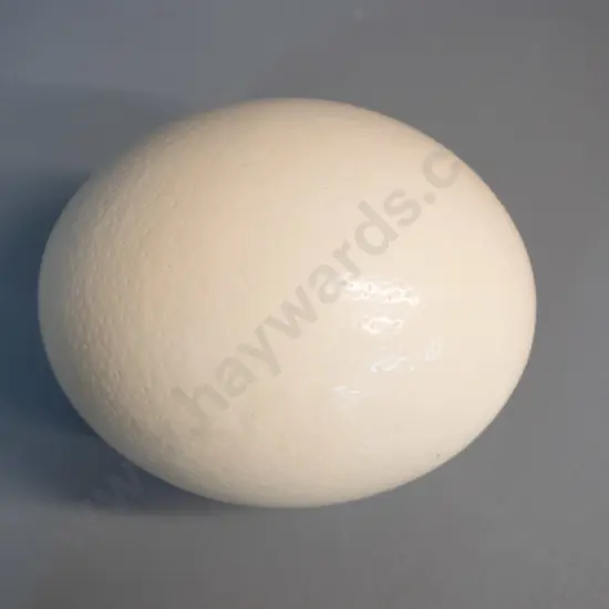 ostrich egg L-160 D-130