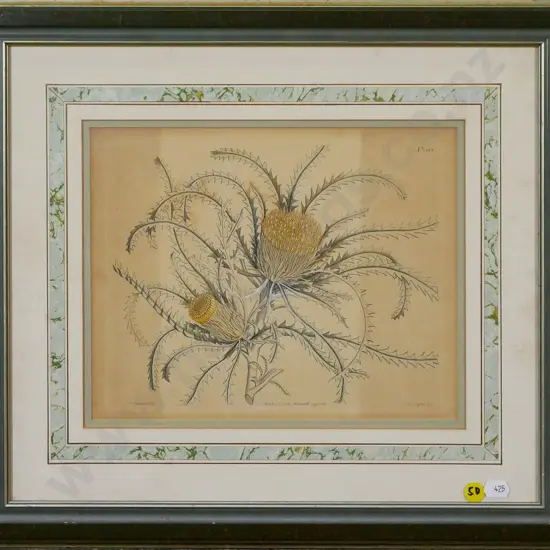 framed vintage botanical print - thistles (some fading) H-200 W-250