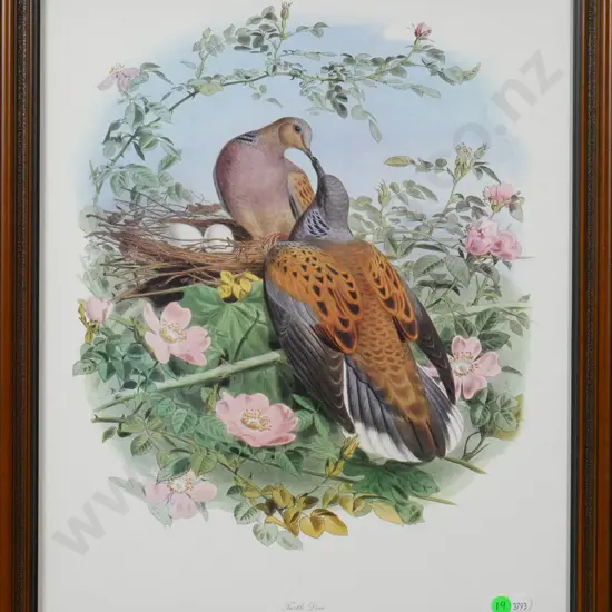 framed print "Turtle Dove" H-510 W-390