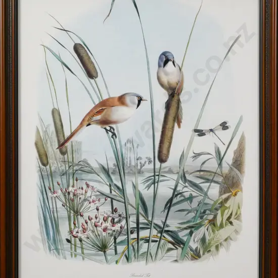framed print "Bearded Tit" H-510 W-390
